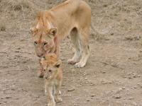 UPENDO SAFARI LODGe