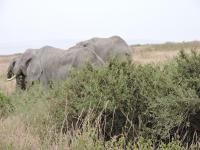 UPENDO SAFARI LODGe