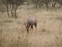 UPENDO SAFARI LODGe