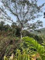 Mount court munnar - B&B Munnar