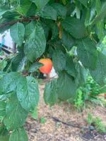 The Garden Pool and Spa house ocean views - Chambres d’hôtes Seacliff