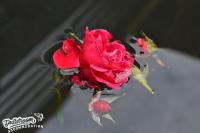 Appartement met 1 Slaapkamer