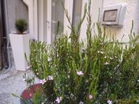 Solimena House 44 - B&B Nocera Inferiore