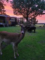 B&B Maartensdijk - B&B 't Maartensdijkse Bos - Bed and Breakfast Maartensdijk