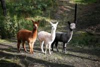 Home Farm Healesville - B&B Healesville