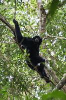 Magpie homestay & jungle trekking especially for guest trekking with us - Chambres d'hôtes Bukit Lewang