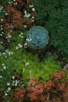 Sa Moc & La Maison SAPA - Bungalows - B&B Sa Pa