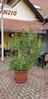 Csata Vendéglő és Panzió - B&B Isaszeg