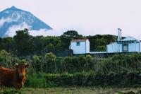 Casa do Paim - B&B São Roque do Pico