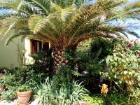 Apartments Manuel - B&B Pjescana uvala