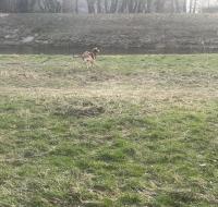 Mira - Ferienwohnung Gernsbach