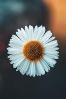 Daisy Apartment