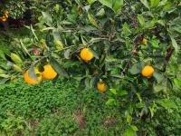 l'Araucaria casa vacanze - Ferienwohnung Marsala