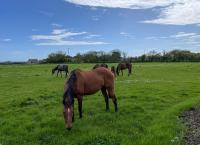 Inish Holiday Cottage Kilmore by Trident Holiday Homes - B&B Kilmore Quay