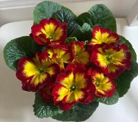 Poppy Flower Apartment - Chambres d’hôtes Budapest