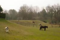 Pet-Friendly Logburner Horse Stable Views - B&B