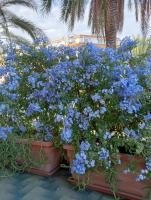 La Casa di Emy - B&B Bordighera