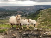 Alma Cottage Lovely House In The Rhondda Valley by STAE-Homes - Bed and Breakfast Rhondda