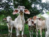 Studio House in Eco-Farm: nature, relaxing, hiking - B&B Turrialba