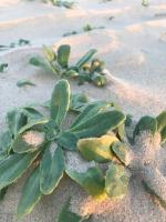 La Templanza EcoGlamping - Chambres d’hôtes Rincón de los Olivera