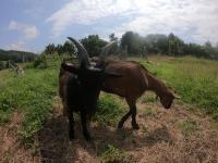 les gîtes du val renoux - Ferienwohnung Fécamp