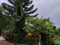 B&B Kotagiri - Silver Spruce 2BHK Entire Floor Kotagiri - Bed and Breakfast Kotagiri