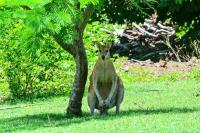 Poinciana 105 - B&B Hamilton Island