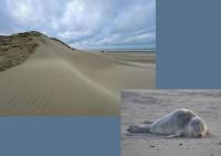 Lovely sunny apartment near the beach - With free garage - B&B Nieuwpoort