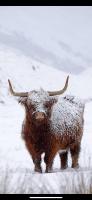 Ben Nevis Manor Lodge & Indoor Private Hot-Tub - B&B Fort William