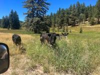 The Knotty Pine - Ferienwohnung Duck Creek Village