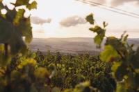 The Cloud at Sen Vineyard - B&B White Hills
