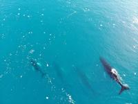 Illu Rental - Modern seaview vacation house - Bed and Breakfast Ilulissat