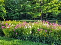 Black Pine Tree House - Ferienwohnung Acton