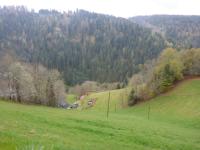 Fewo Kaspershäusle: Alleinlage mitten im Wald - B&B Glashütte