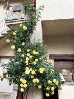 Appartement de caractère - B&B