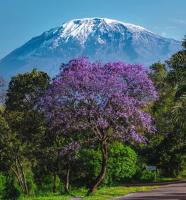 B&B Moshi - Kilimanjaro poa - Bed and Breakfast Moshi
