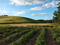Poggio ai Legni - Bed and Breakfast