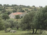 oliveraie de caractère - Chambres d’hôtes Noto