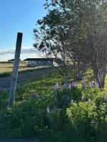 Hestaland Horse Farm Cottage - Ferienwohnung Borgarnes