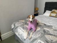 Family Room with Mountain View - Dog Friendly