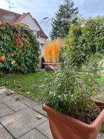 Tobi‘s Ferienapartment - B&B