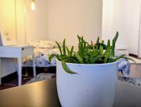 Chez les P'tits loups - B&B Strasbourg