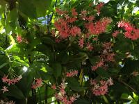 Homestay Mia Diệu Nhàn Phú Quốc - B&B Koh Trol