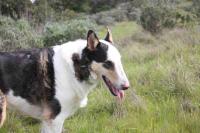 Pacific Coast Highway Milkhouse - B&B San Luis Obispo