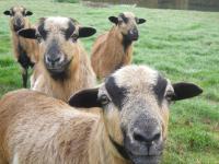 Terre de Métamorphose Eco-gîtes - Chambres d’hôtes