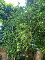 Bangalô Arco Íris (Quadrado Trancoso) - B&B Trancoso