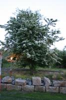 Ferienwohnung Wegmann - B&B Borkum