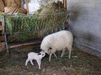 Grange rénovée avec jardin clos, animaux acceptés, proche des Monts du Lyonnais - Chambres d'hôtes Virigneux