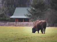 Leśna 21 Dom Północ przy PUSZCZA BIAŁOWIESKA - B&B Łuka