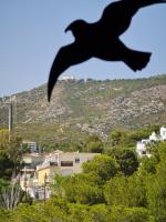 Los Caballos - Bed and Breakfast Alcocéber